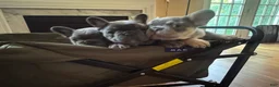 French Bulldog dogs for sale:  Kour - Ad 3