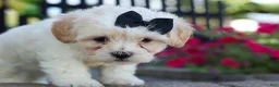 Teddy Bear dogs for sale: Bently 🐶 - Ad 7