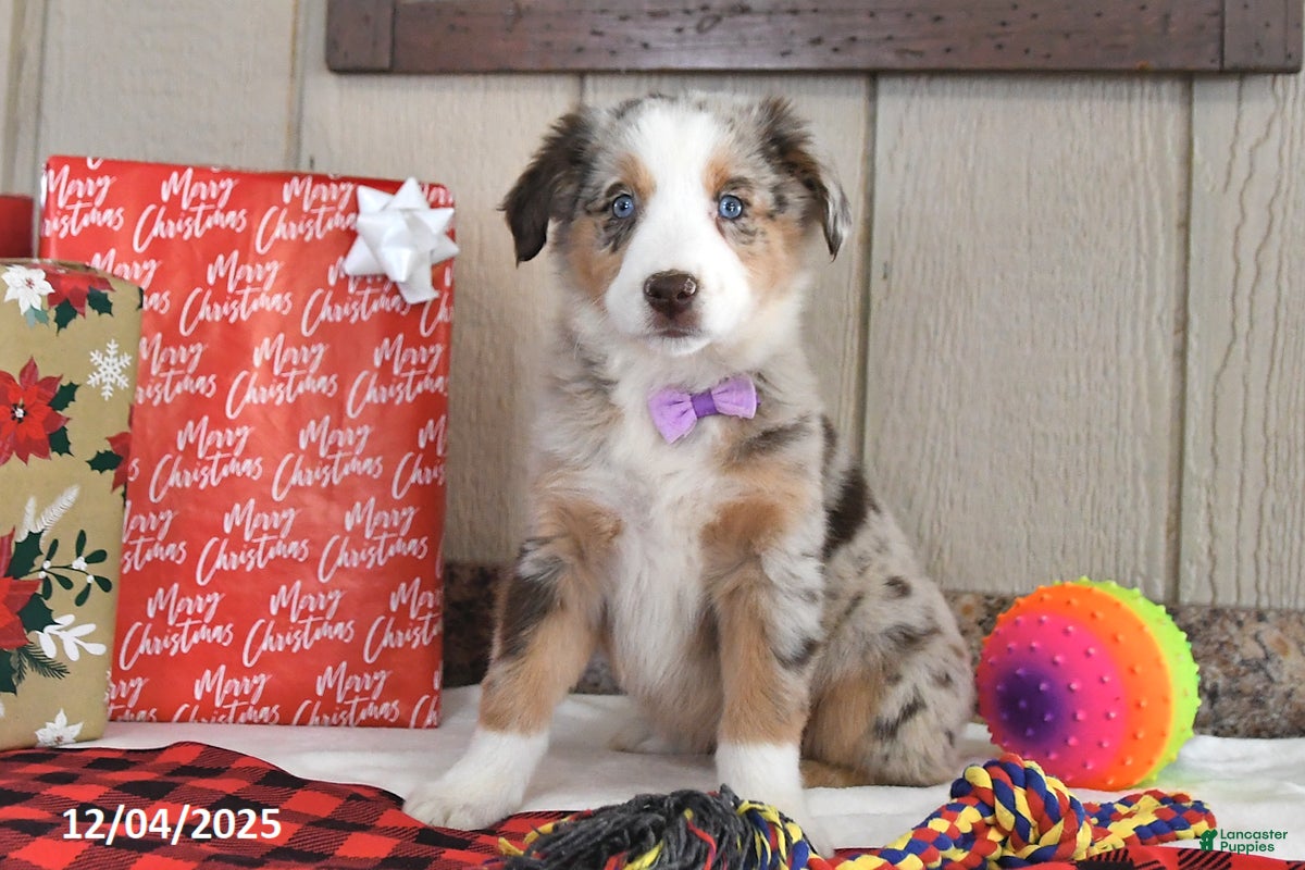 Australian Shepherd dogs Amber - Ad 14