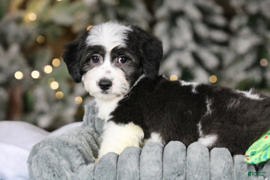 Teddy Bear dogs for sale: Elfie - Ad 22