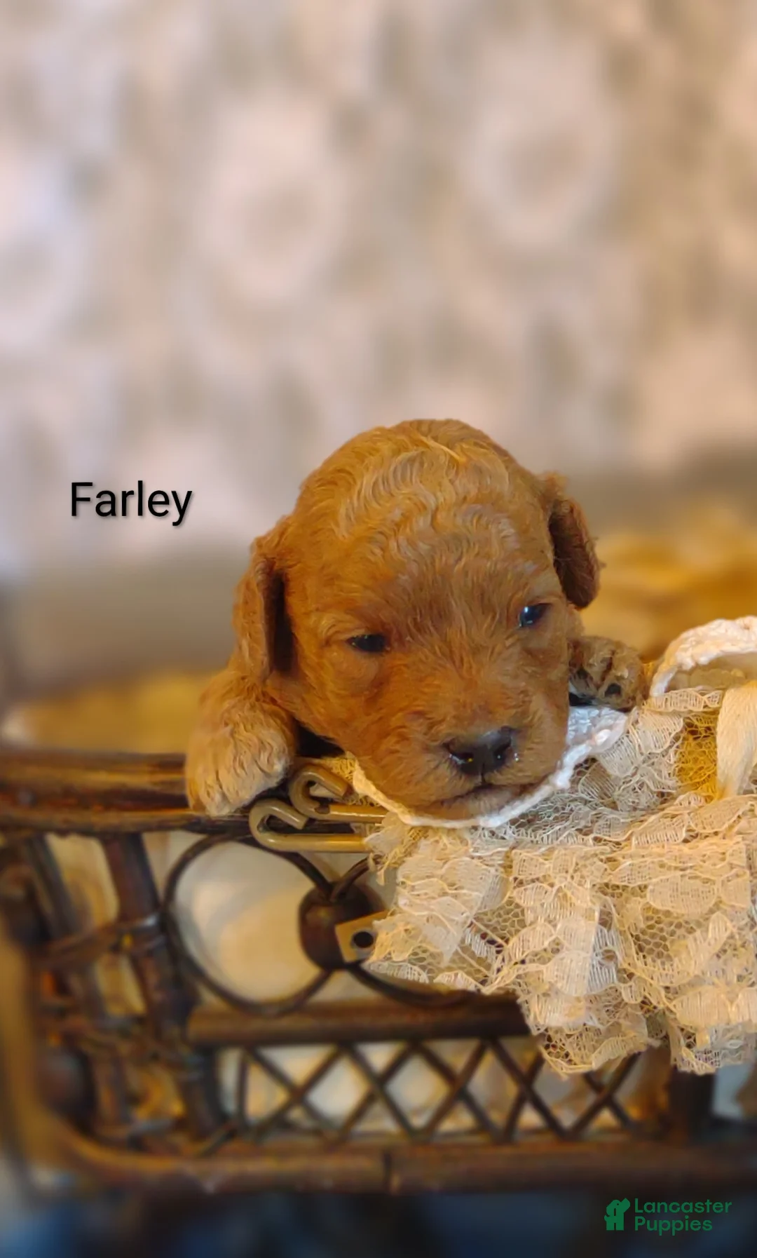 Shihpoo dogs for sale: Farley - Ad 2