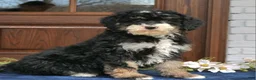Mini Bernedoodle dogs for sale: Vivian  - Ad 4
