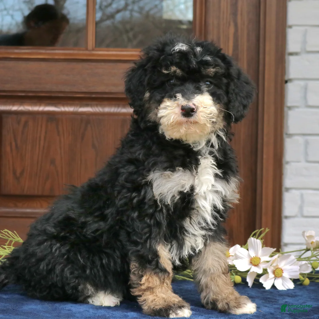 Mini Bernedoodle dogs for sale: Vivian  - Ad 4