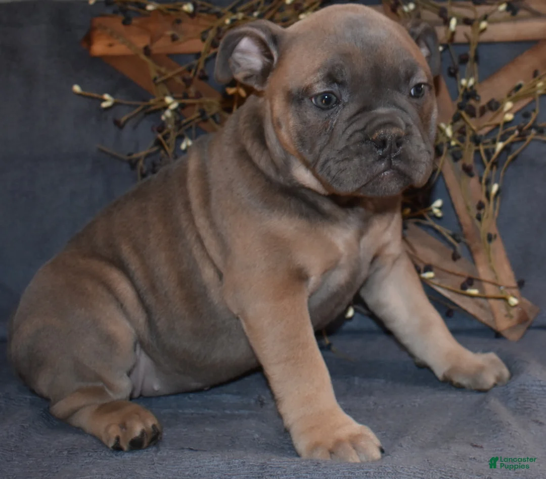 Olde English Bulldogge dogs for sale: Olde English Bulldogge Puppy 2 - Ad 1