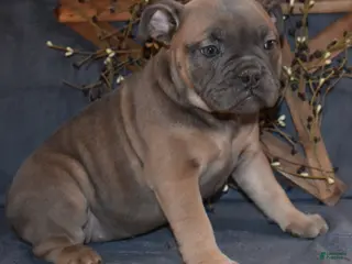 Olde English Bulldogge dogs Olde English Bulldogge Puppy 2 - Ad 7