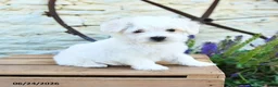 Mixed Breed dogs for sale: Everett - Ad 4