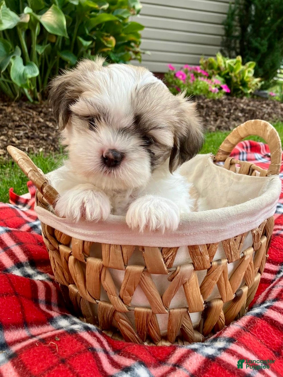 Shih Tzu dogs Skye - Ad 1