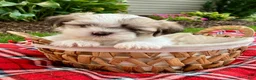 Shih Tzu dogs for sale: Skye - Ad 1