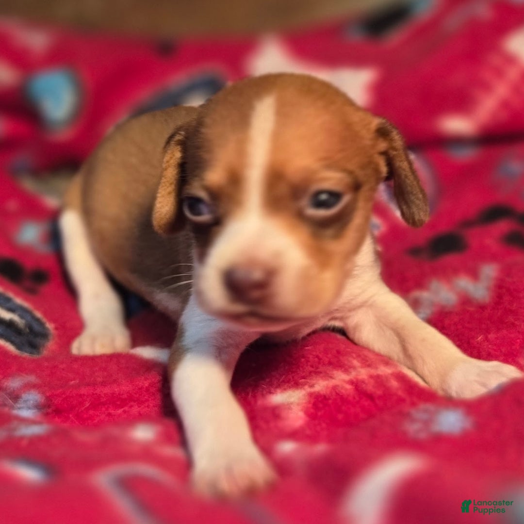 Beagle dogs for sale: Logan Queen Elizabeth Pocket Beagle - Ad 5