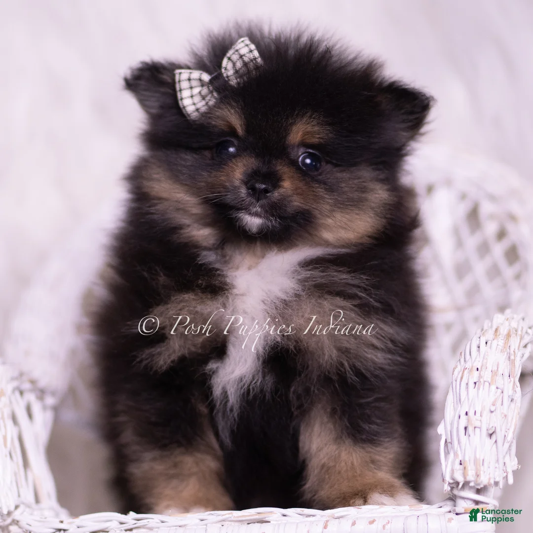 Pomeranian dogs for sale: Enzo - Ad 7