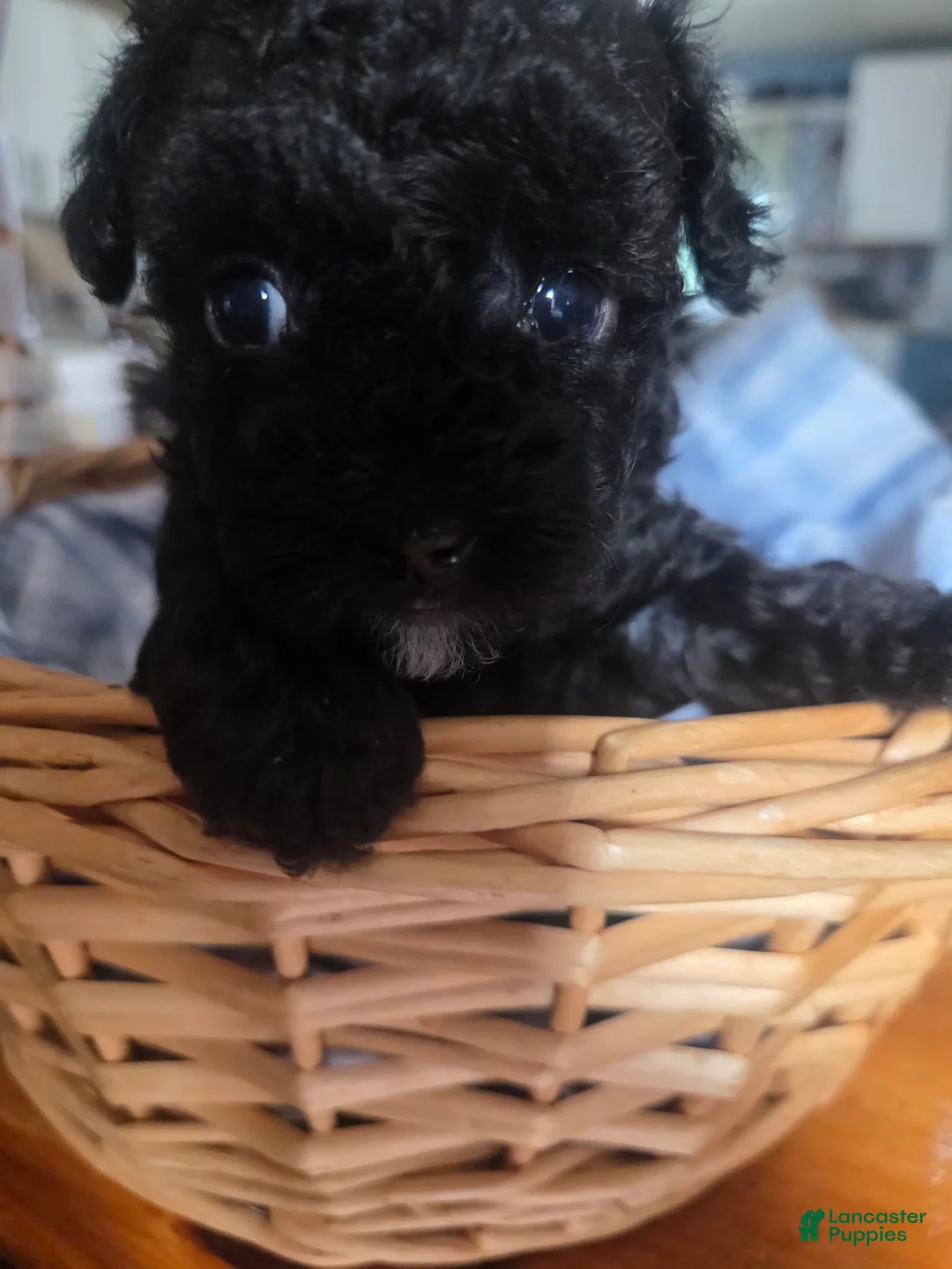 Toy Poodle dogs for sale: Toy Poodle 1 - Ad 2