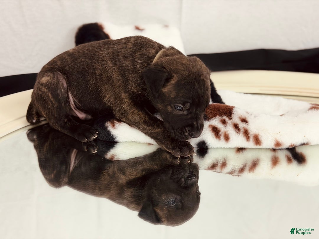 Cane Corso dogs for sale: Zues - Ad 6