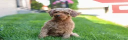 Maltipoo dogs for sale: Amelia - Ad 10