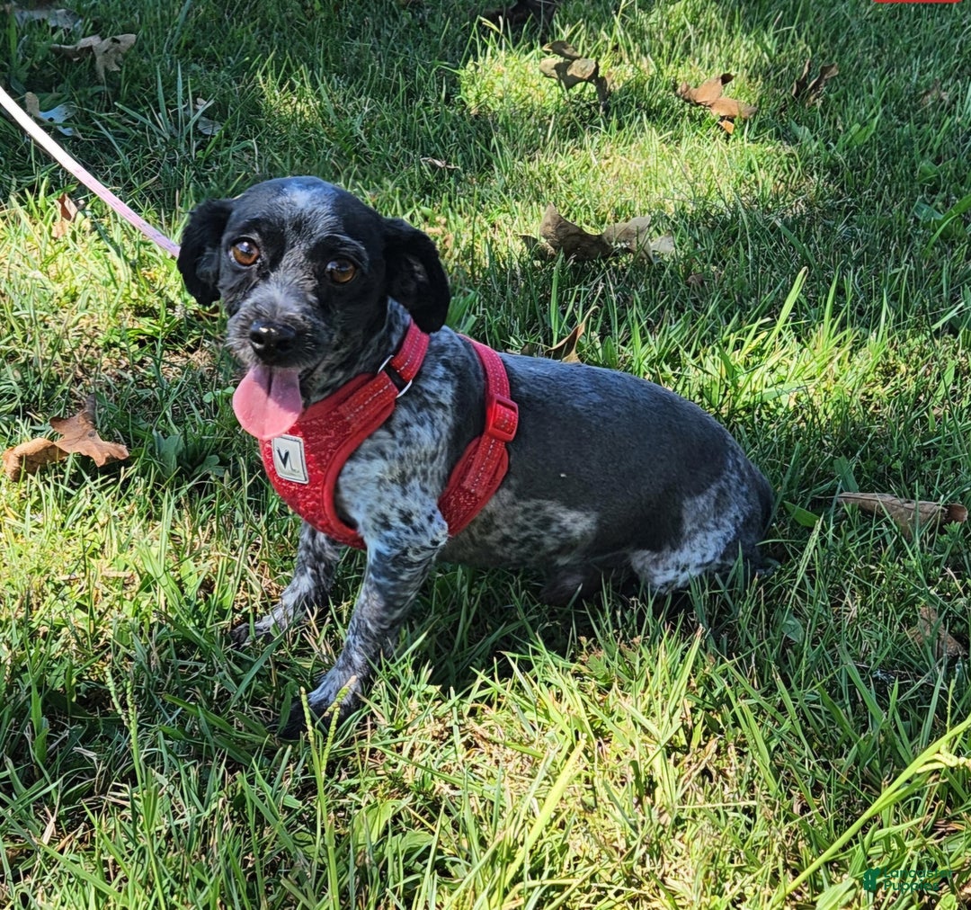 Havanese dogs for sale: CoCo - Ad 9