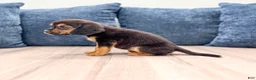 Beaglier dogs for sale: Dove - Ad 3