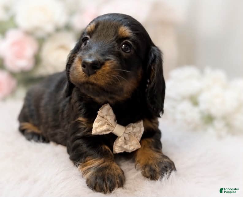 Miniature Dachshund dogs Marshall “Long hair” - Ad 2