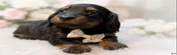 Miniature Dachshund dogs for sale: Marshall “Long hair” - Ad 2