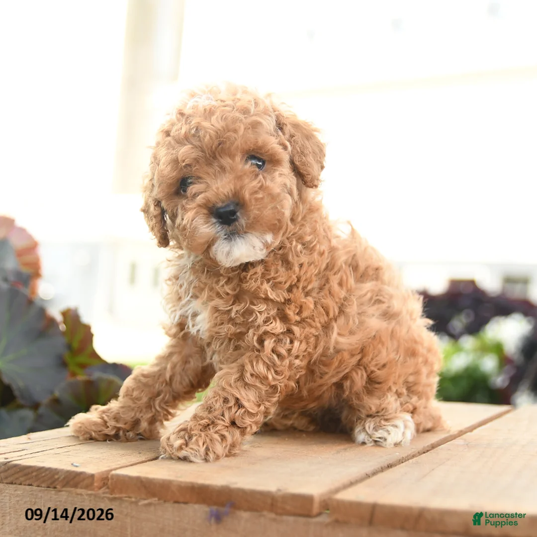 Toy Poodle dogs for sale: Augustus - Ad 2