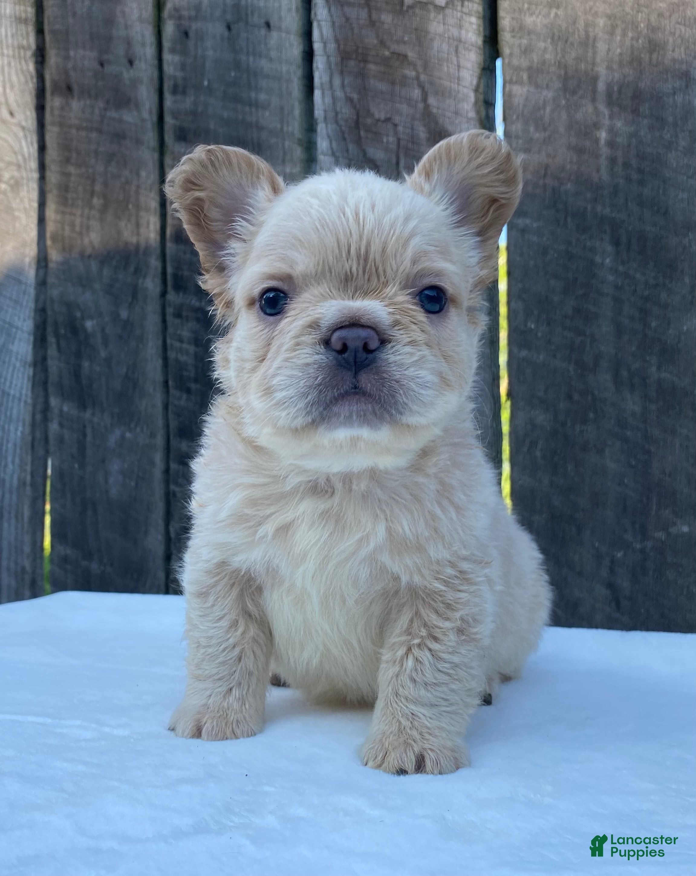 French Bulldog dogs Shasha - Ad 1