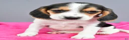 Beagle dogs for sale: Darling - Ad 8