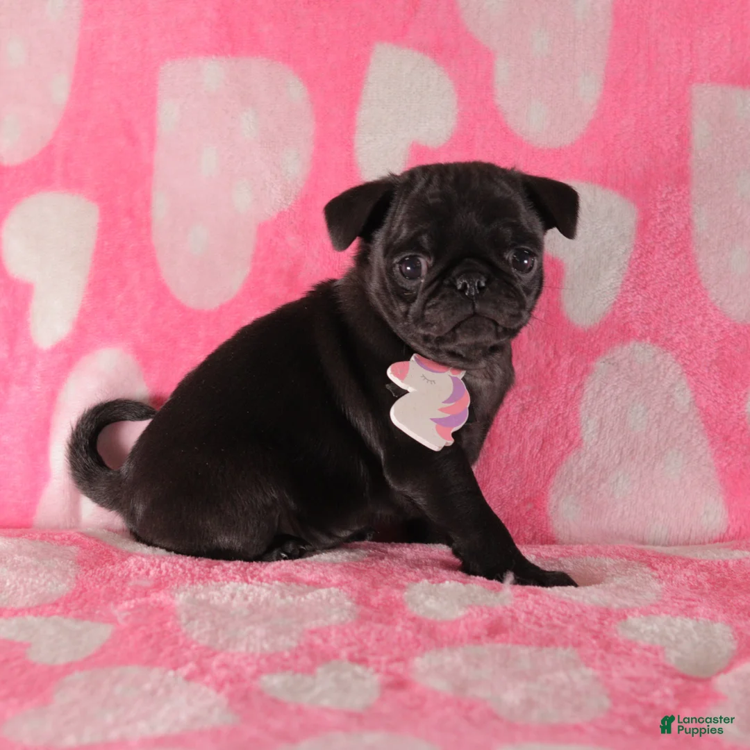 Pug dogs for sale: Lilac - Ad 3
