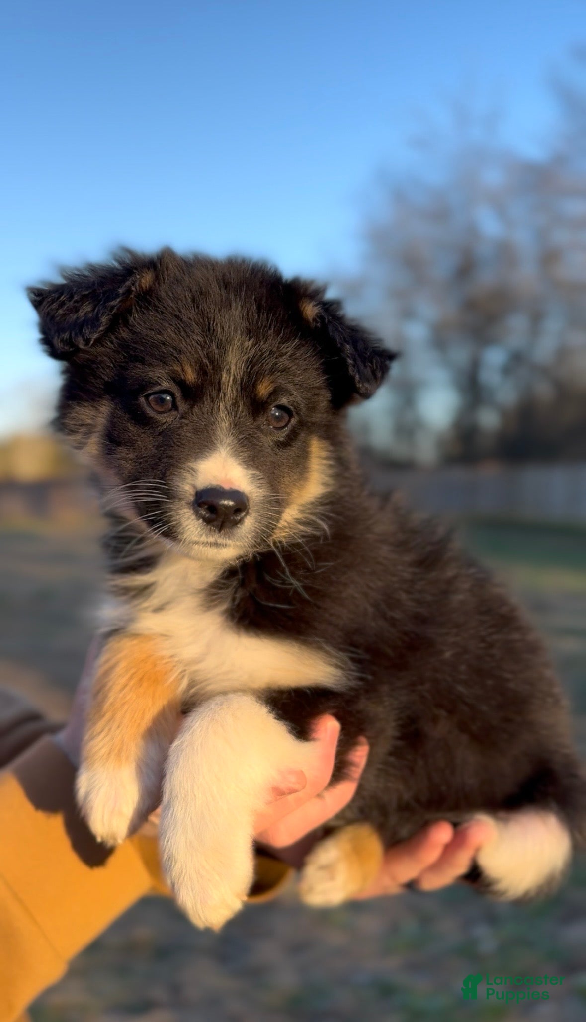 Miniature Australian Shepherd dogs Nova - Ad 6