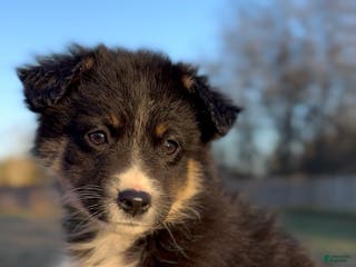 Miniature Australian Shepherd dogs Nova - Ad 6