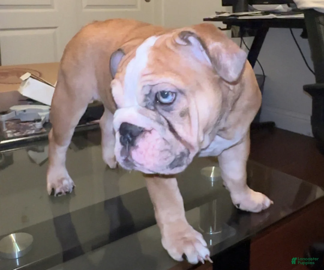 English Bulldog dogs for sale: Mabel - Ad 3