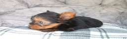 Yorkshire Terrier dogs for sale: Maddie - Ad 6
