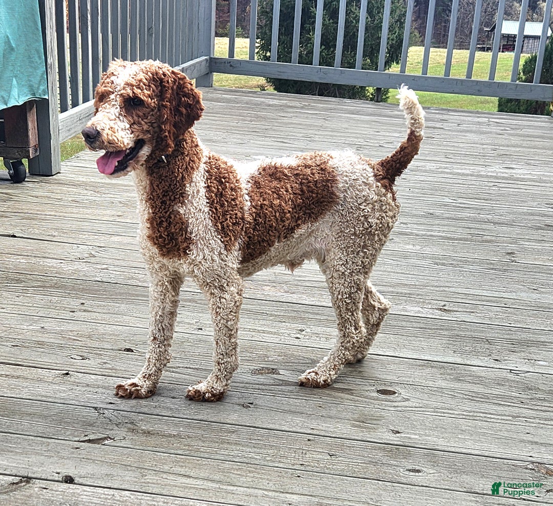 Mini Goldendoodle dogs for sale: Dexter F1B - Ad 4