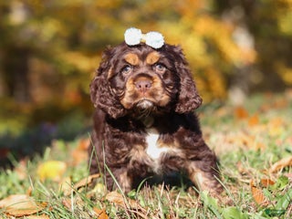 Cocker Spaniel dogs - Ad 15