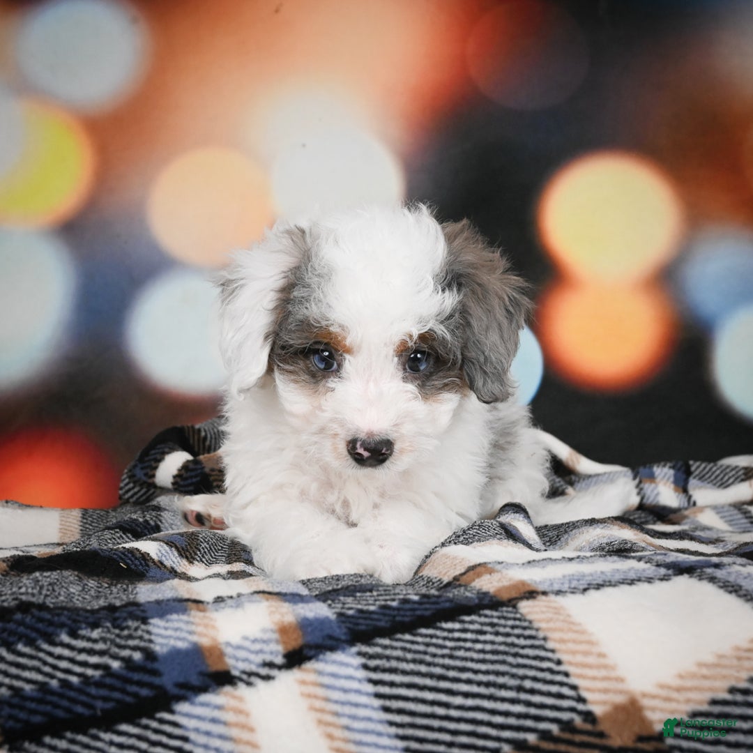 Mini Bernedoodle dogs for sale: Gunner - Ad 7