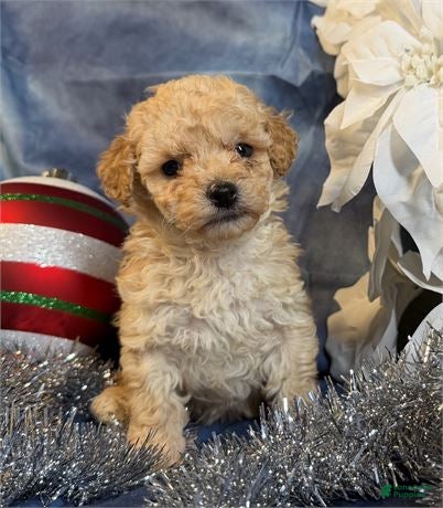 Toy Poodle dogs Toy Poodle Puppy 3 - Ad 41