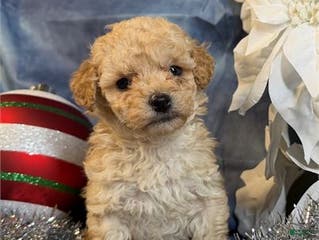 Toy Poodle dogs Toy Poodle Puppy 3 - Ad 41