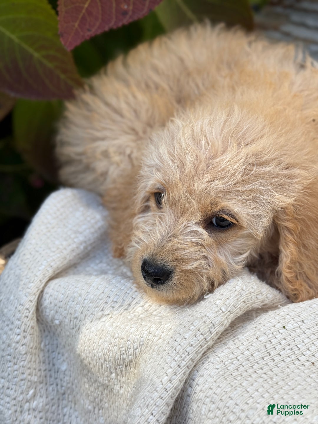 Mini Goldendoodle dogs for sale: Journey - Ad 6