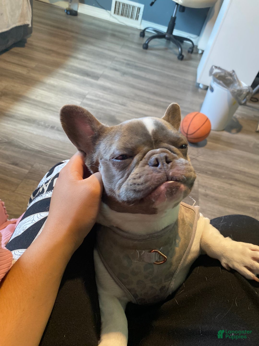 French Bulldog dogs for sale: French Bulldog Puppy  - Ad 2