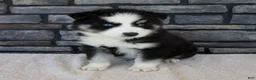 Pomsky dogs for sale: Ramsey - Ad 1