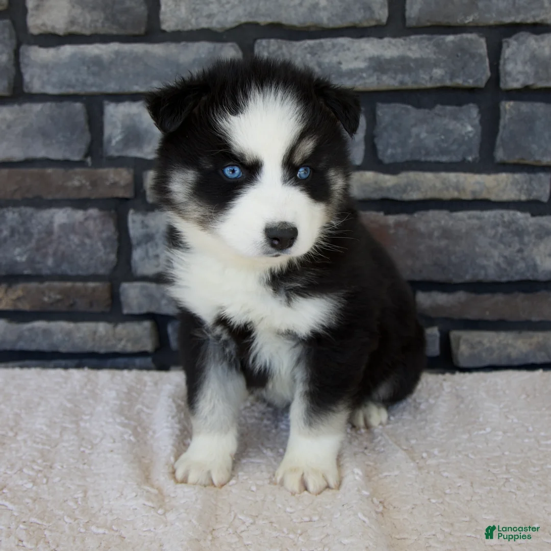 Pomsky dogs for sale: Ramsey - Ad 1