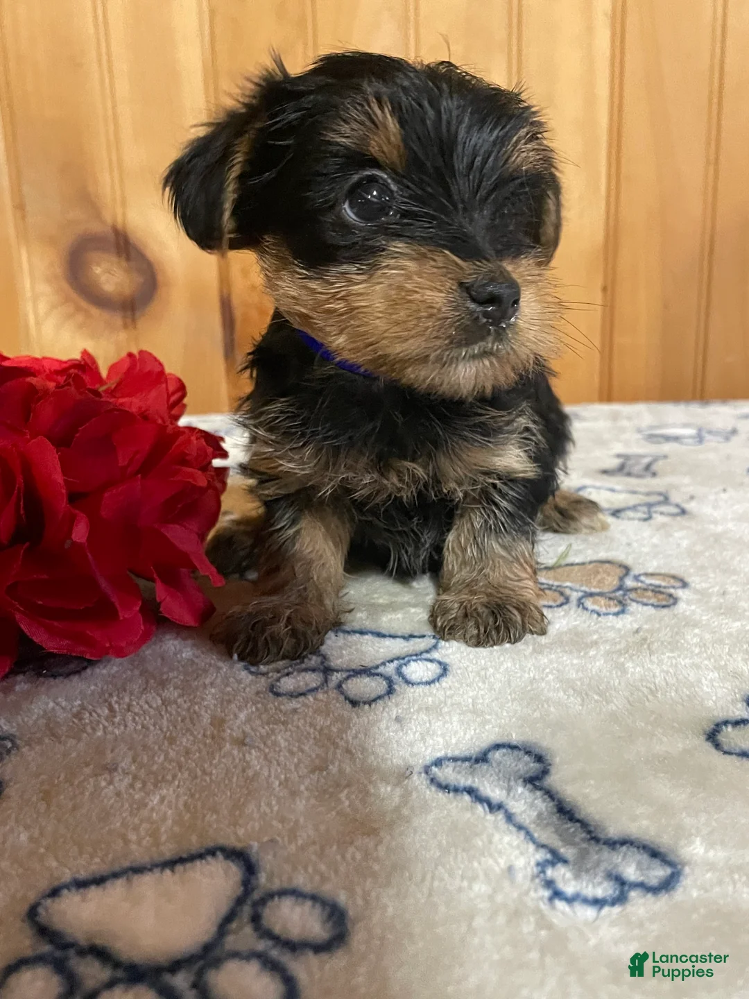 Yorkshire Terrier dogs for sale:  Rocky - Ad 4