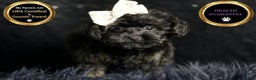 Maltipoo dogs for sale: Baby Girl  - Ad 5