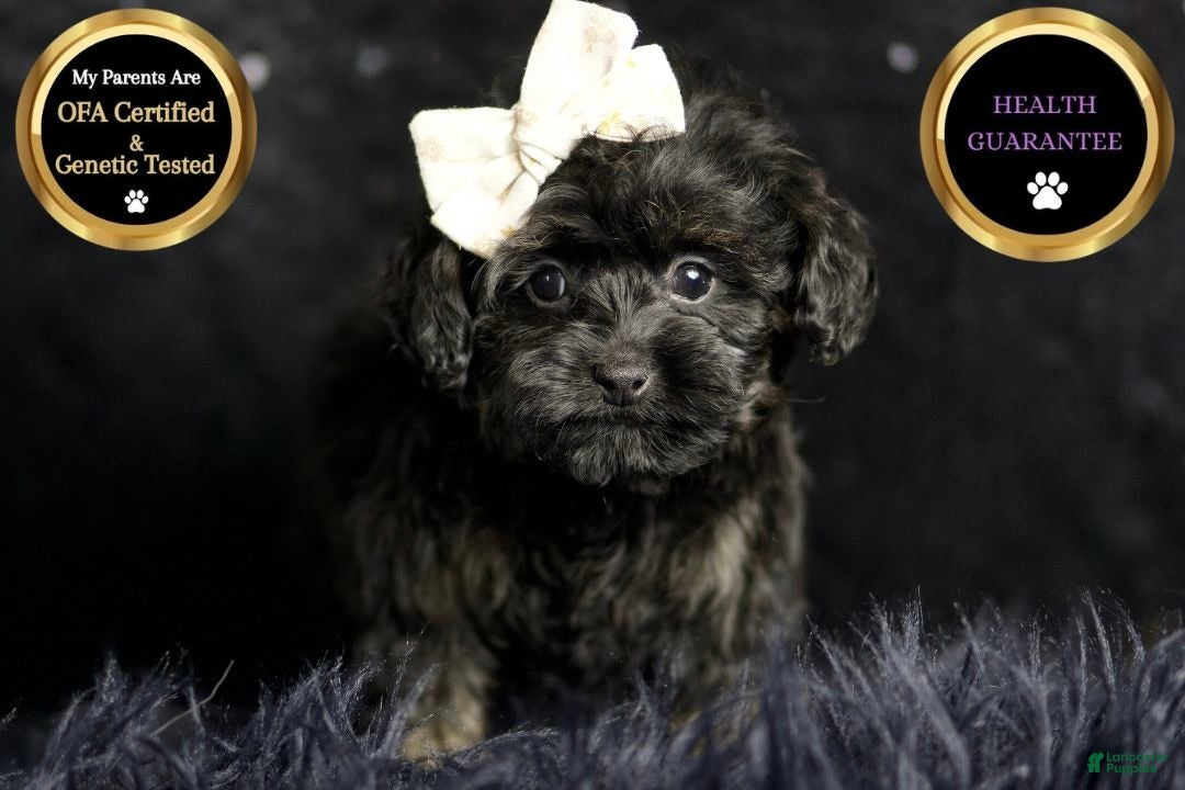 Maltipoo dogs for sale: Baby Girl  - Ad 5