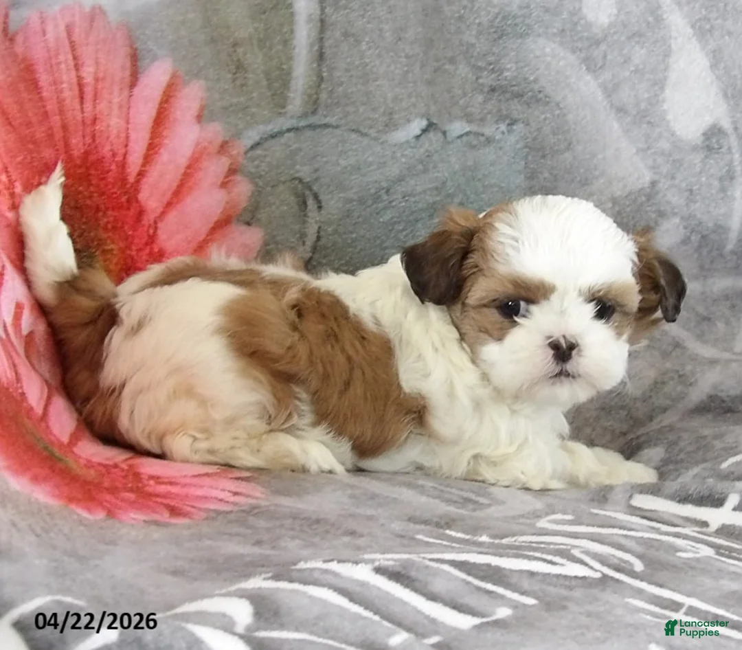 Teddy Bear dogs for sale: Lucy - Ad 1