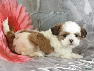 Teddy Bear dogs for sale: Lucy - Ad 2