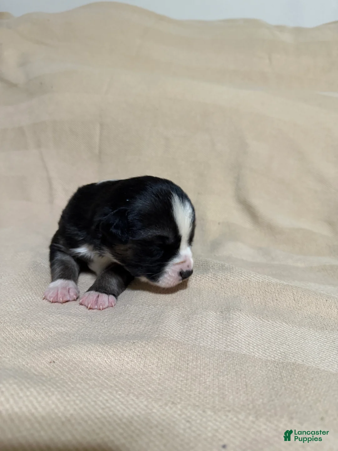Mixed Breed dogs for sale: Jackie - Ad 2