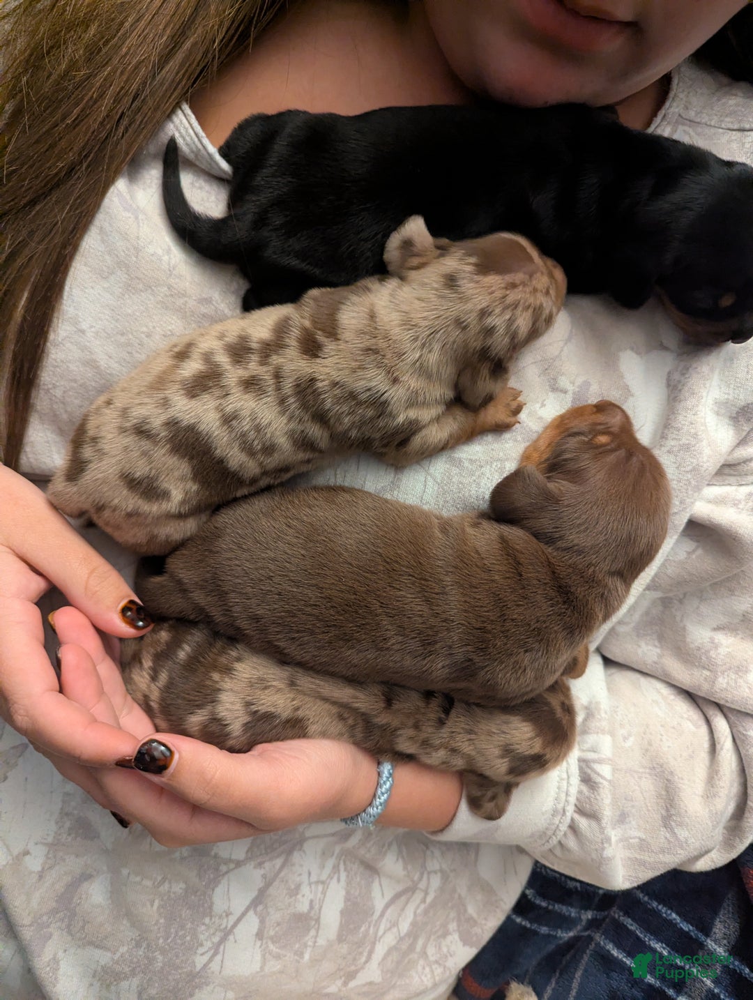 Miniature Dachshund dogs for sale: Junior - Ad 3