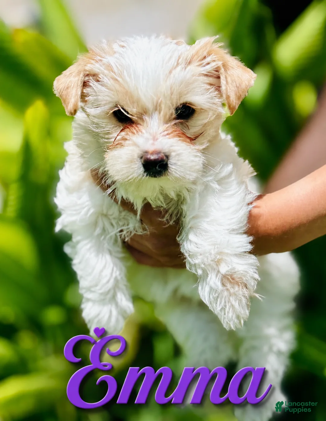 Yorkshire Terrier dogs for sale: Emma - Ad 1