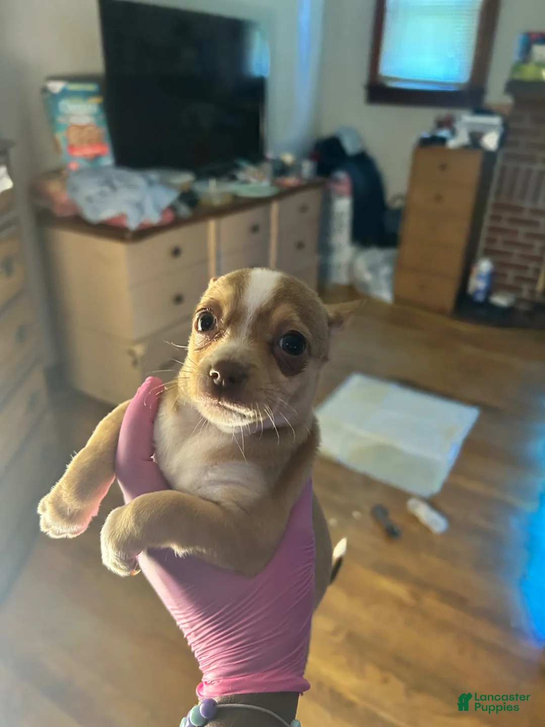 Chihuahua dogs for sale: Chihuahua 4 - Ad 2