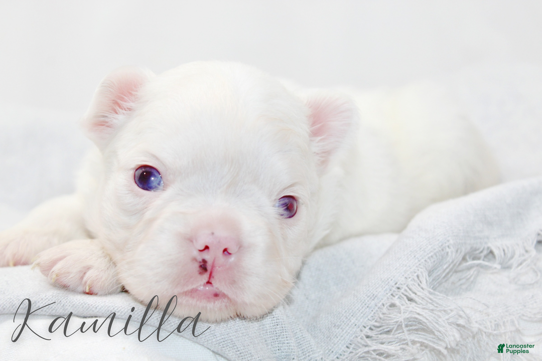 French Bulldog dogs for sale: Kamilla-Full Fluffy Choc & Tan Koi w Testable - Ad 2