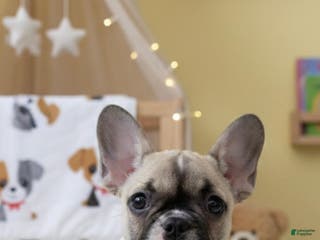 French Bulldog dogs Hazel - Ad 22