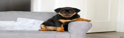 Rottweiler dogs for sale: Queen - Ad 3